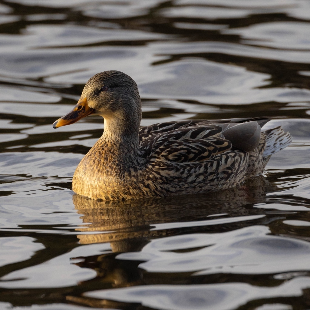 Дикая серая утка в воде
