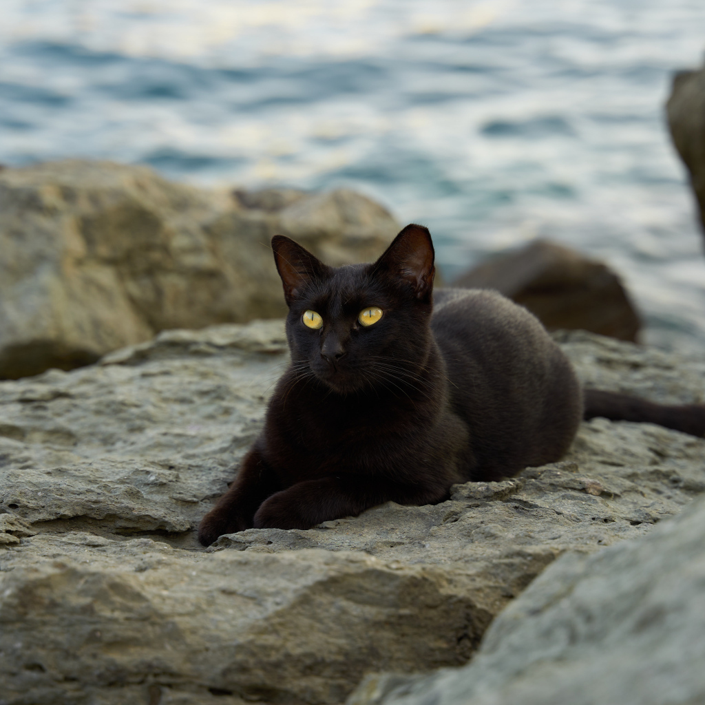 Черный кот лежит на камне у моря