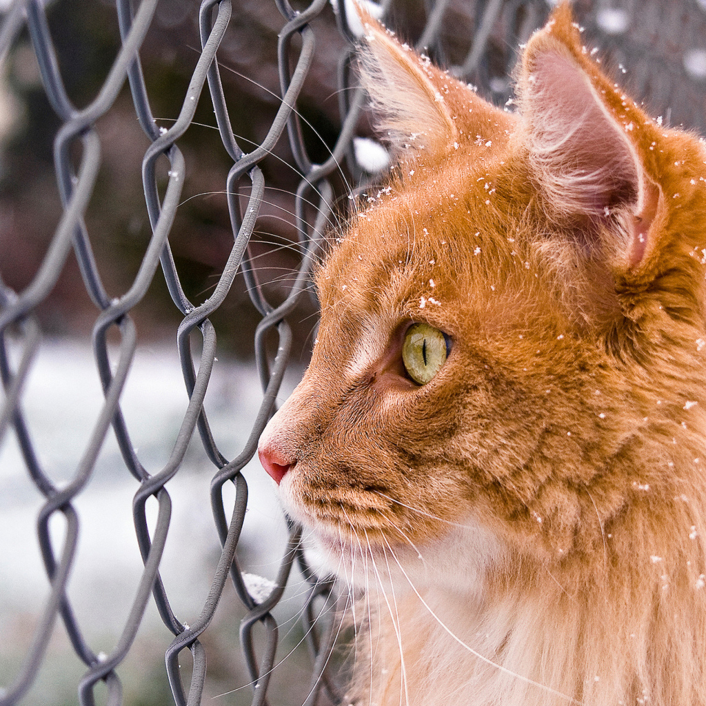 Большой рыжий кот стоит у сетки на улице зимой