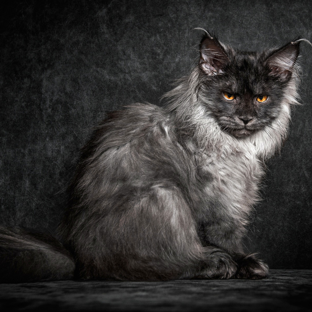 Пепельный кот породы мейн кун на черном фоне