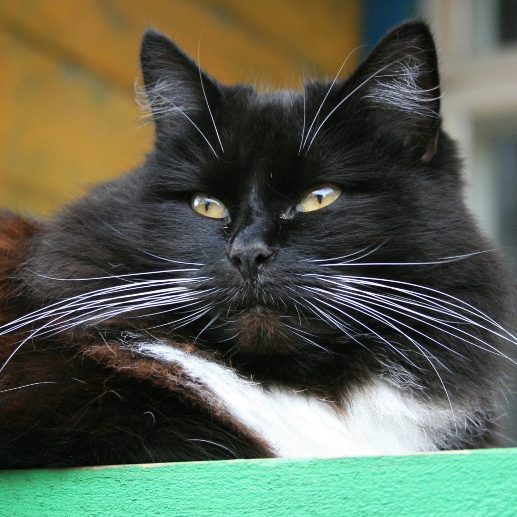 Красивый пушистый черный кот с зелеными глазами