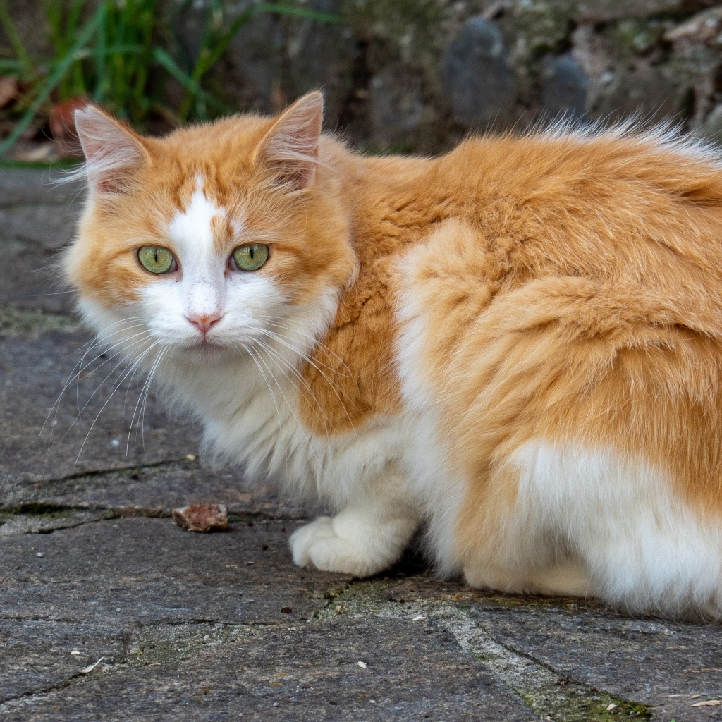 Красивый зеленоглазый пушистый рыжий с белым кот 