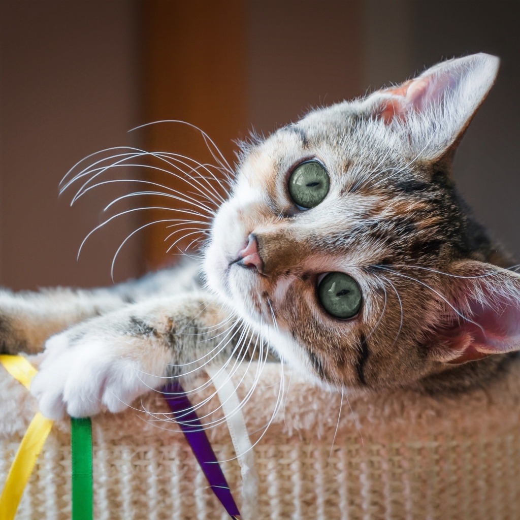 Красивый маленький серый котенок с зелеными глазами