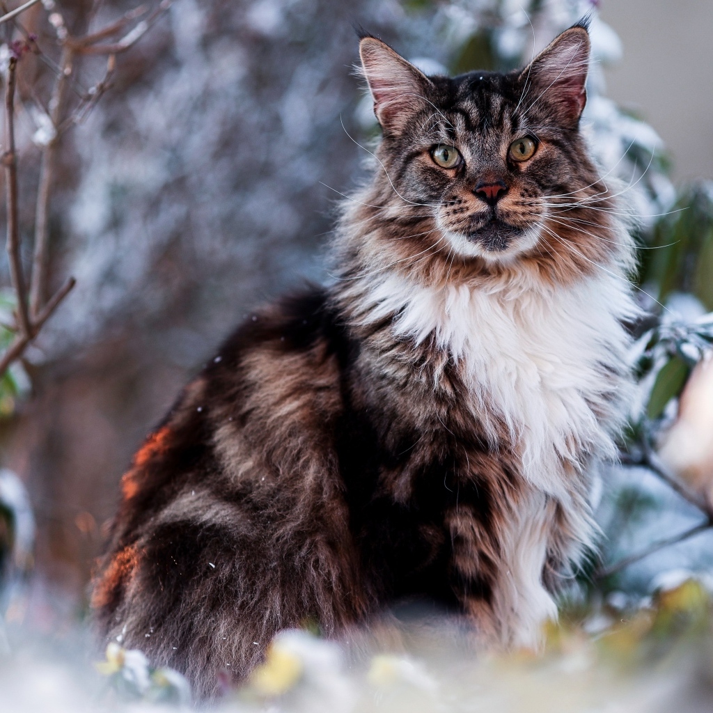 Большой мейн кун сидит в ветках 