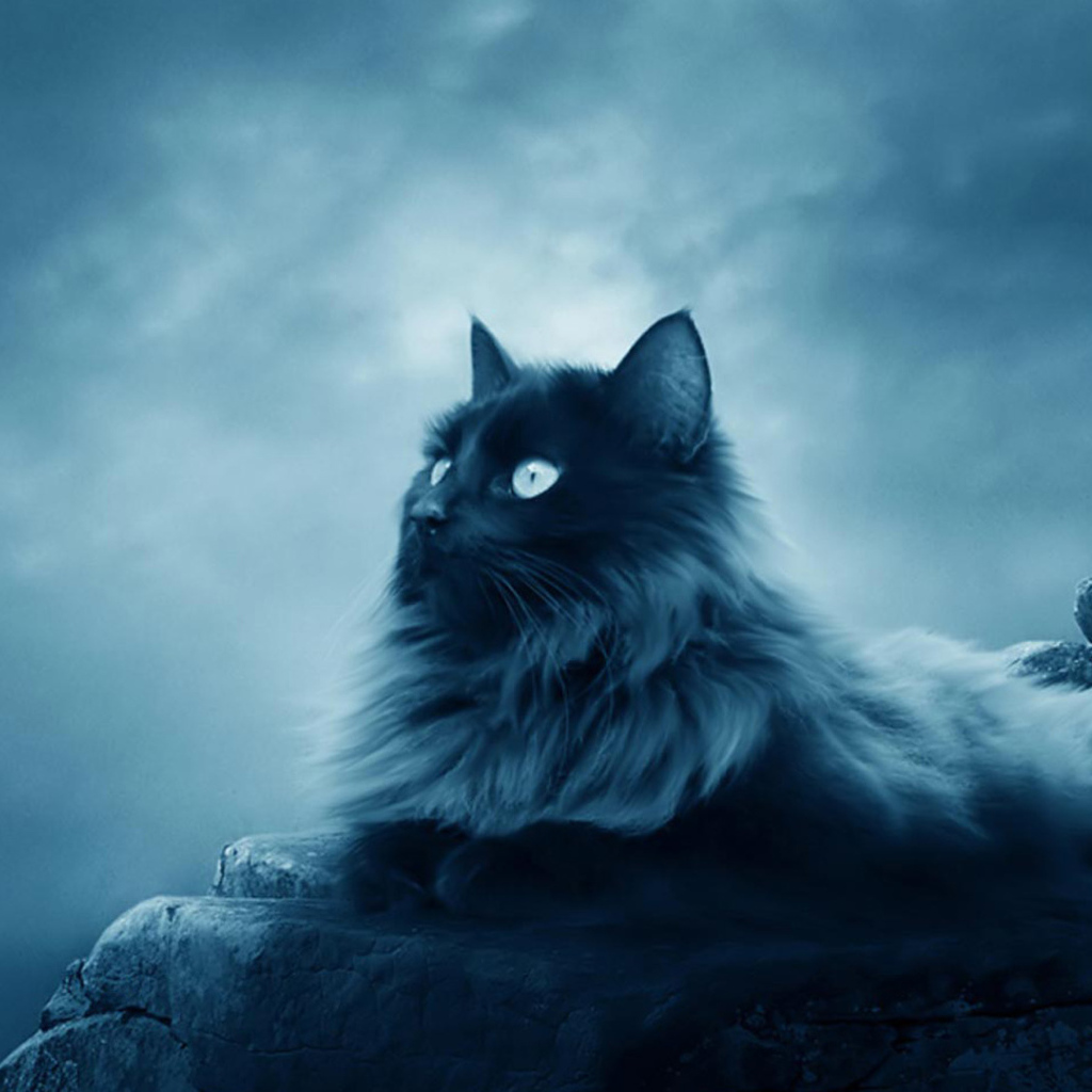 Большой черный кот лежит на камнях 