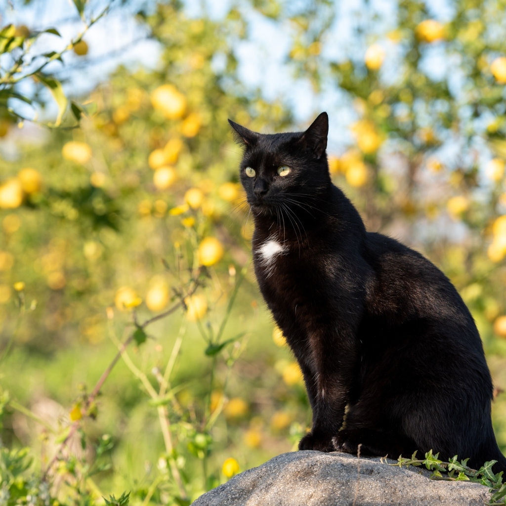 Большой черный кот сидит на камне в саду