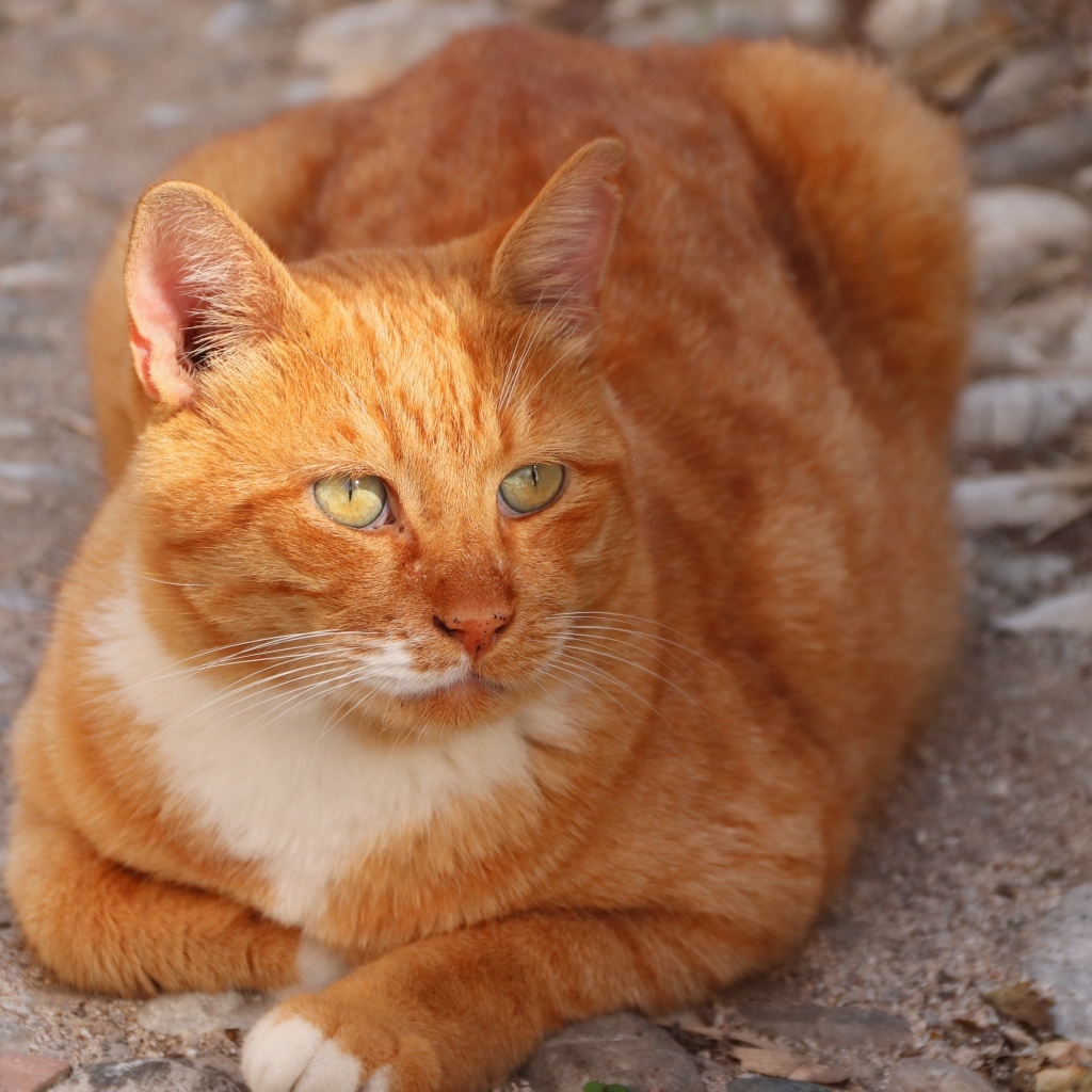 Большой зеленоглазый рыжий кот 