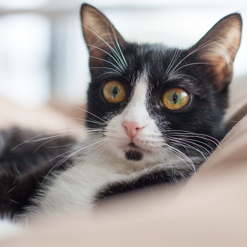 Черно-белый кот лежит на диване