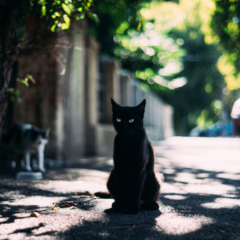 Черный зеленоглазый кот сидит на дороге
