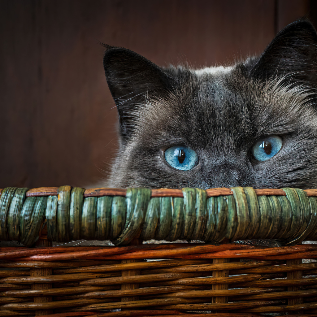 Голубоглазый кот сидит в корзине