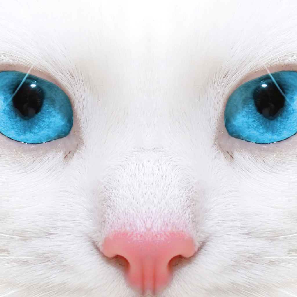 Голубоглазая кошка с розовым носом