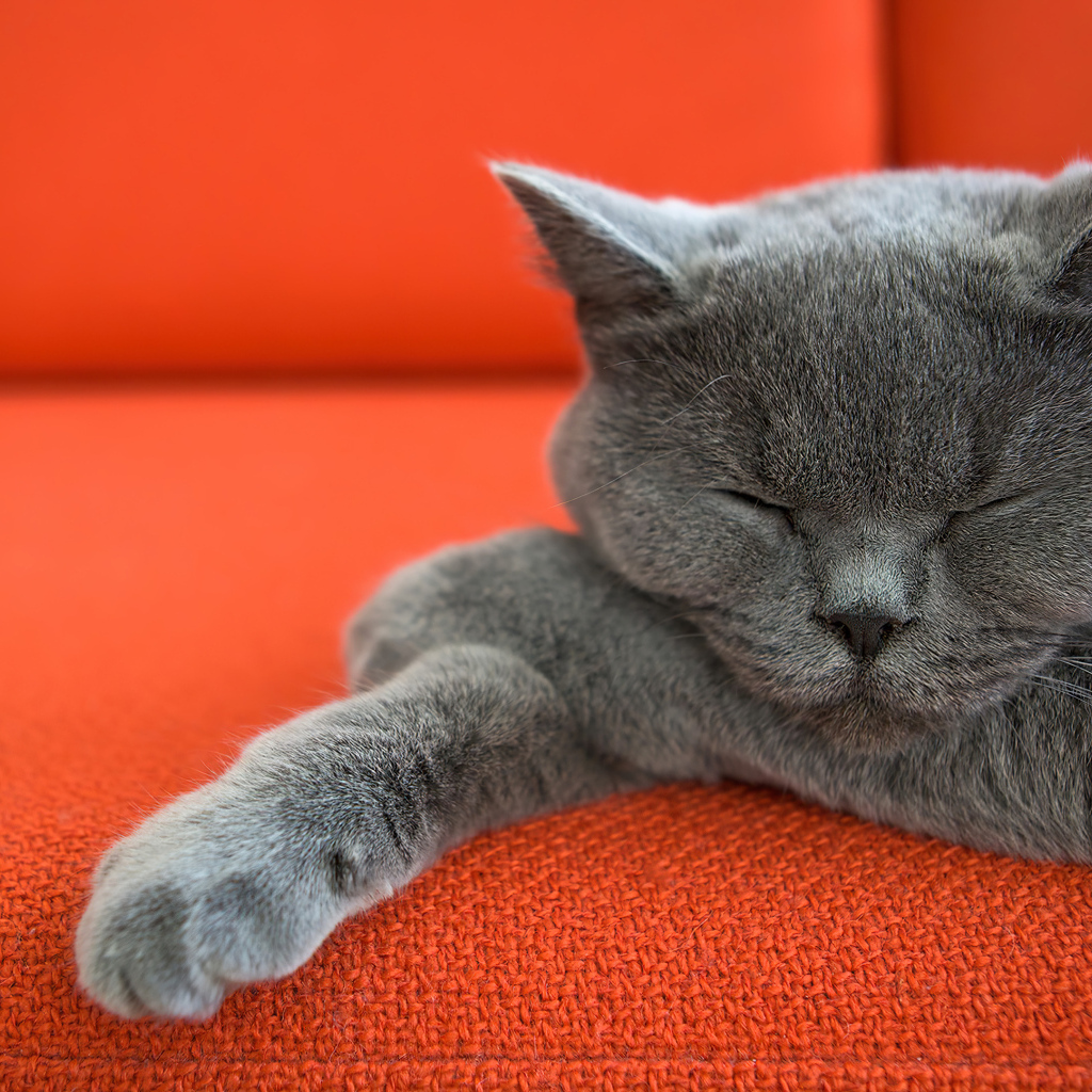 Кот британской породы спит на красном диване