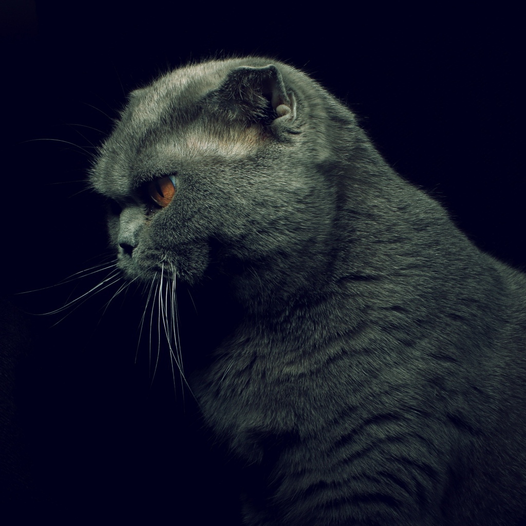 Британская кошка на черном фоне