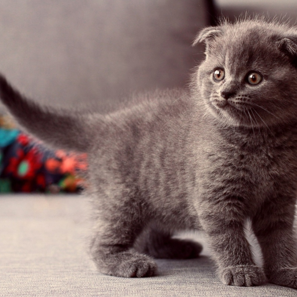 Британский вислоухий серый котенок