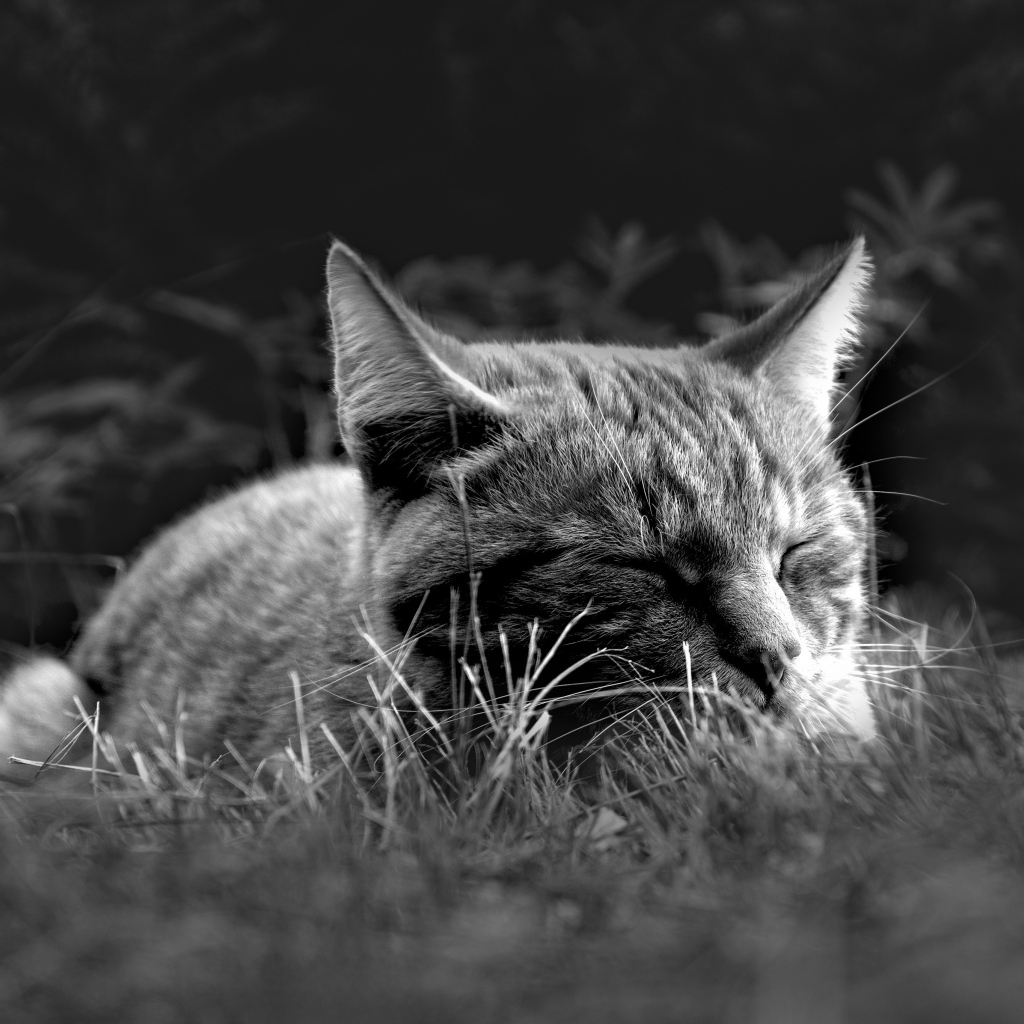 Кот спит в зеленой траве