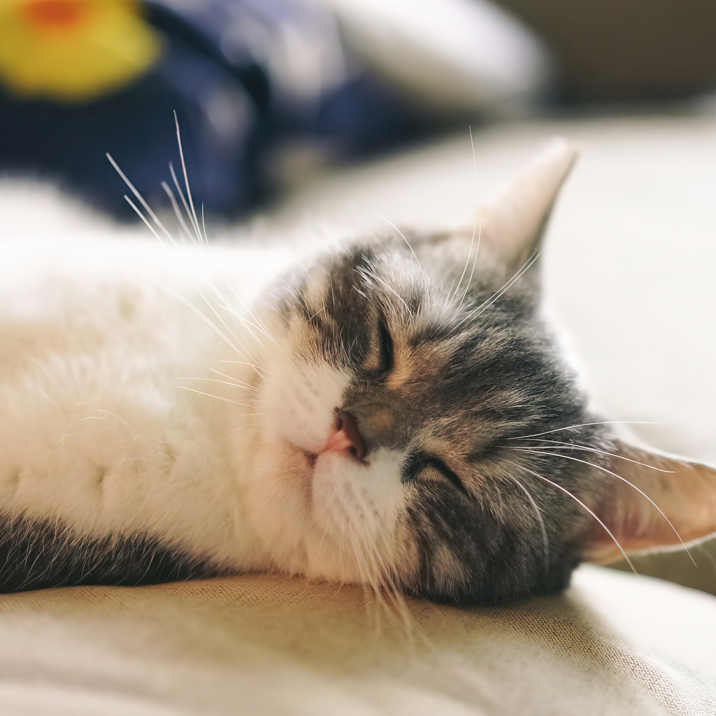 Милый кот спит на диване