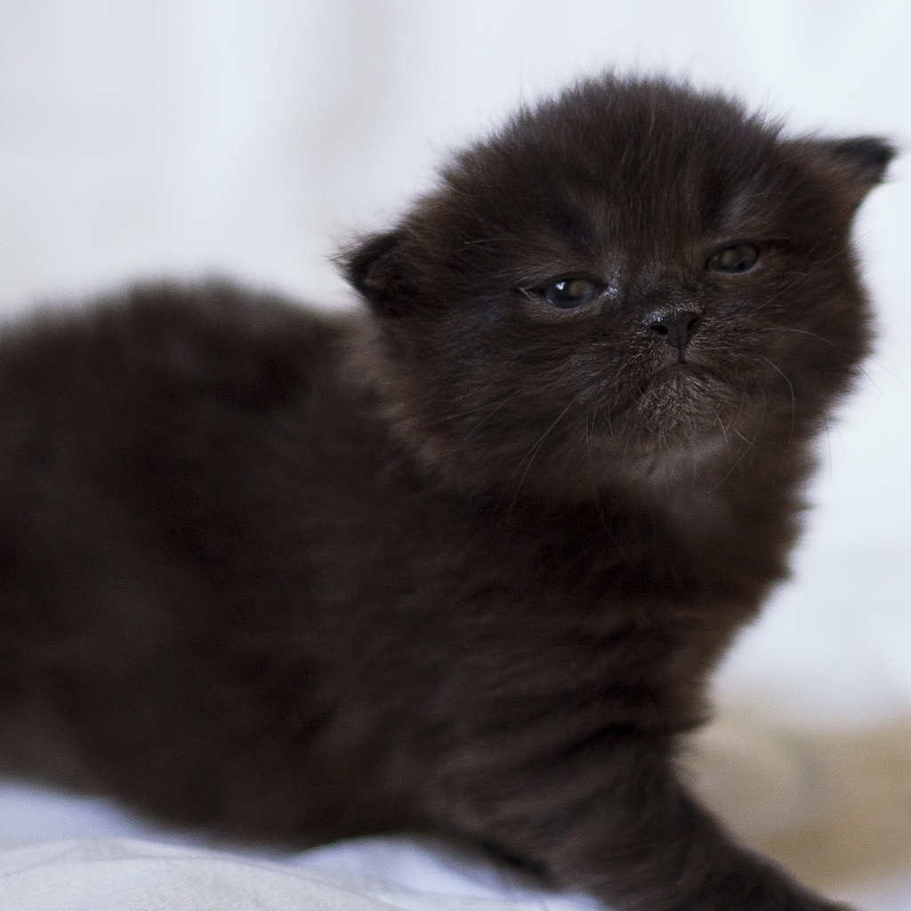 Милый маленький черный котенок крупным планом