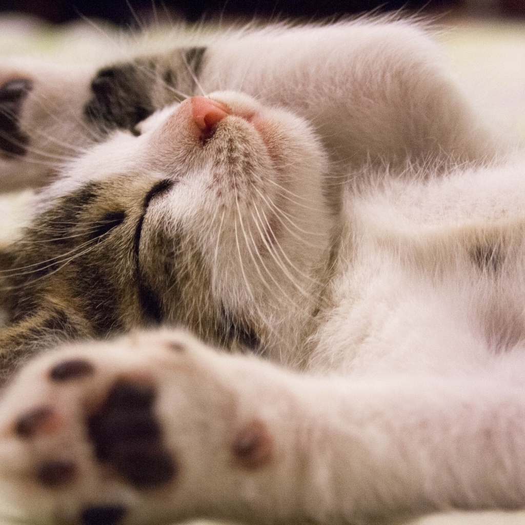 Милый спящий котенок с поднятыми лапами