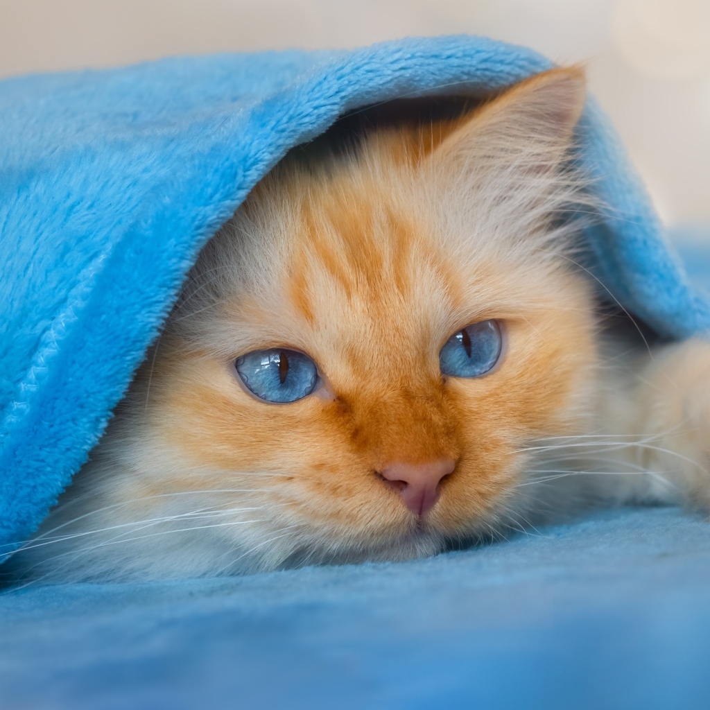 Пушистый голубоглазый котенок под покрывалом