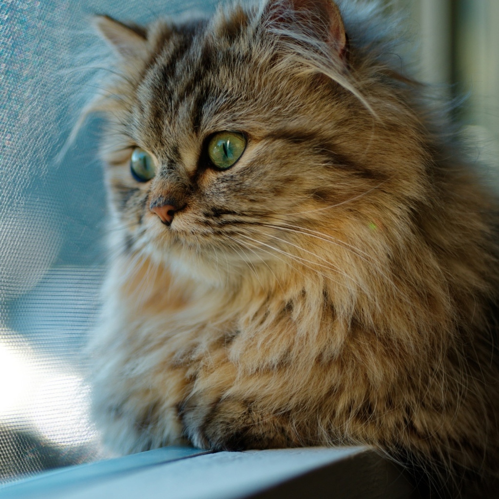 Пушистый серый зеленоглазый кот смотрит в окно 