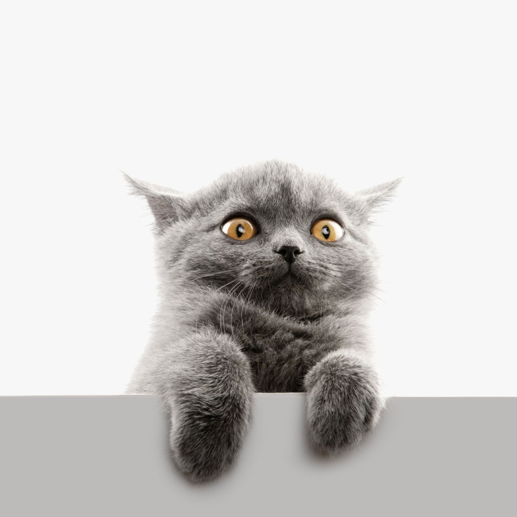 Испуганный серый котенок на белом фоне