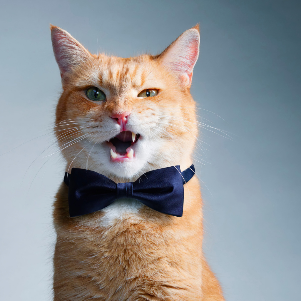 Кот джентльмен с бабочкой на шее