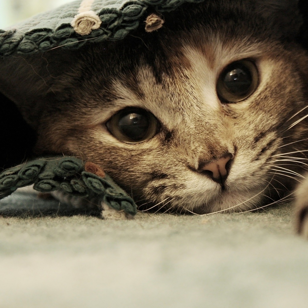 Серый котенок лежит под покрывалом