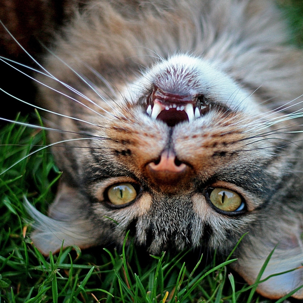 Серый довольный кот лежит на зеленой траве