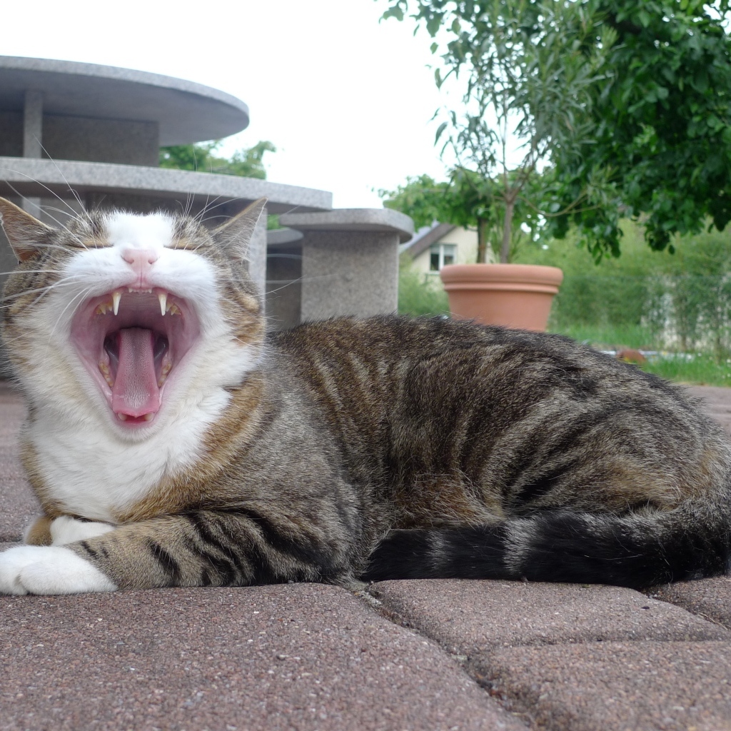 Серый полосатый кот зевает 