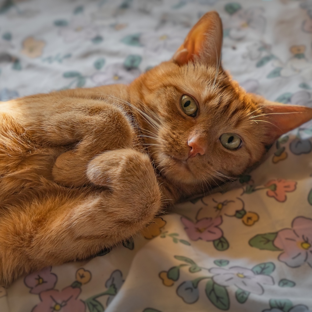 Зеленоглазый рыжий кот лежит на постели