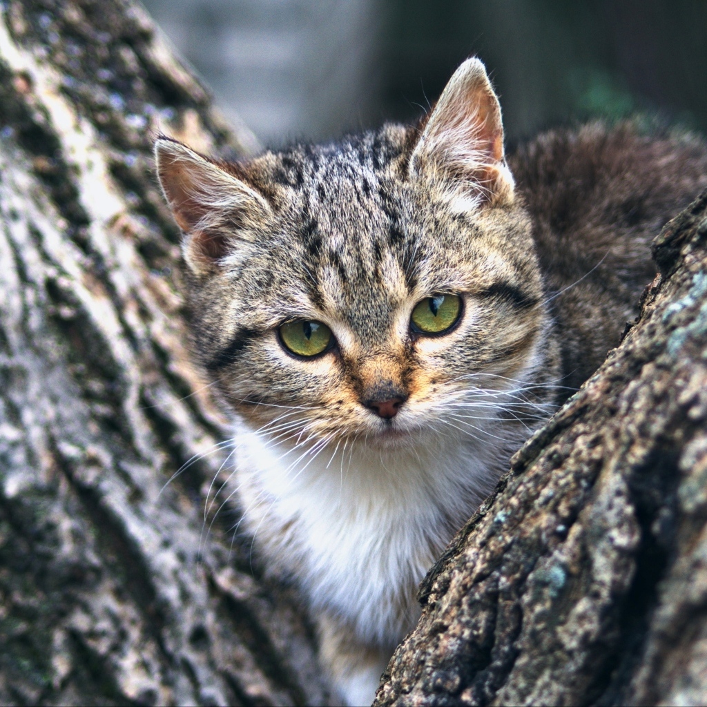 Маленький зеленоглазый серый котенок