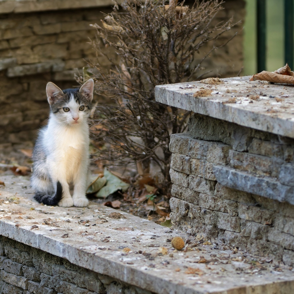 Маленький котенок на улице у дома