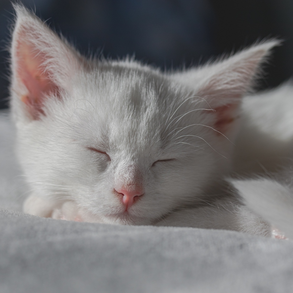 Маленький белый котенок спит на кровати