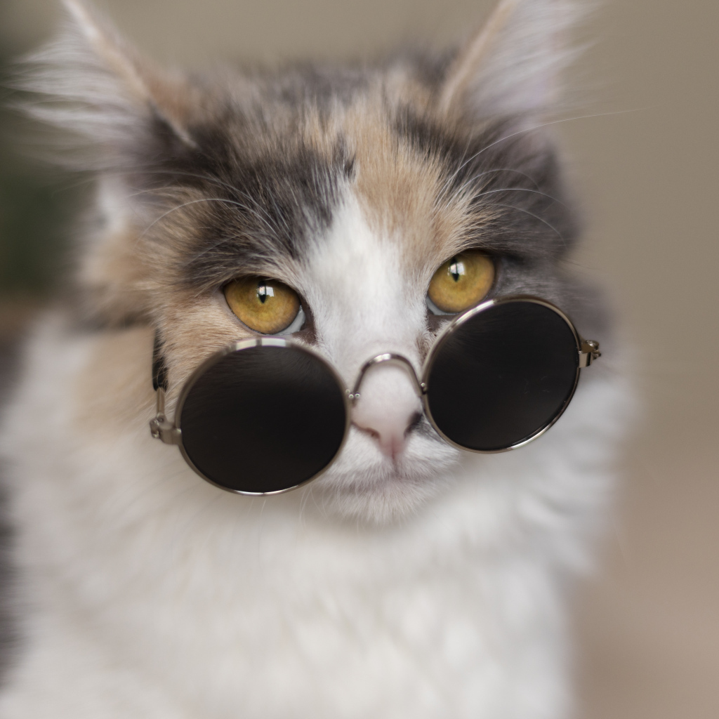 Разноцветная кошка в черных очках 