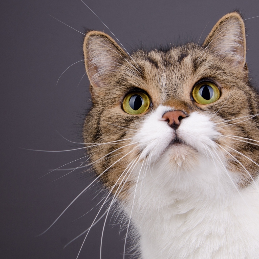 Морда зеленоглазой кошки на сером фоне