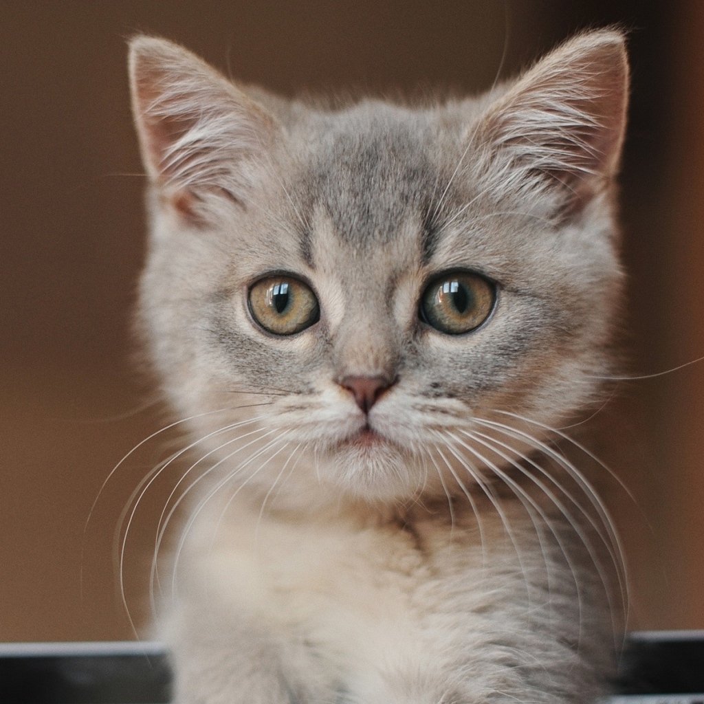 Морда маленького серого котенка крупным планом