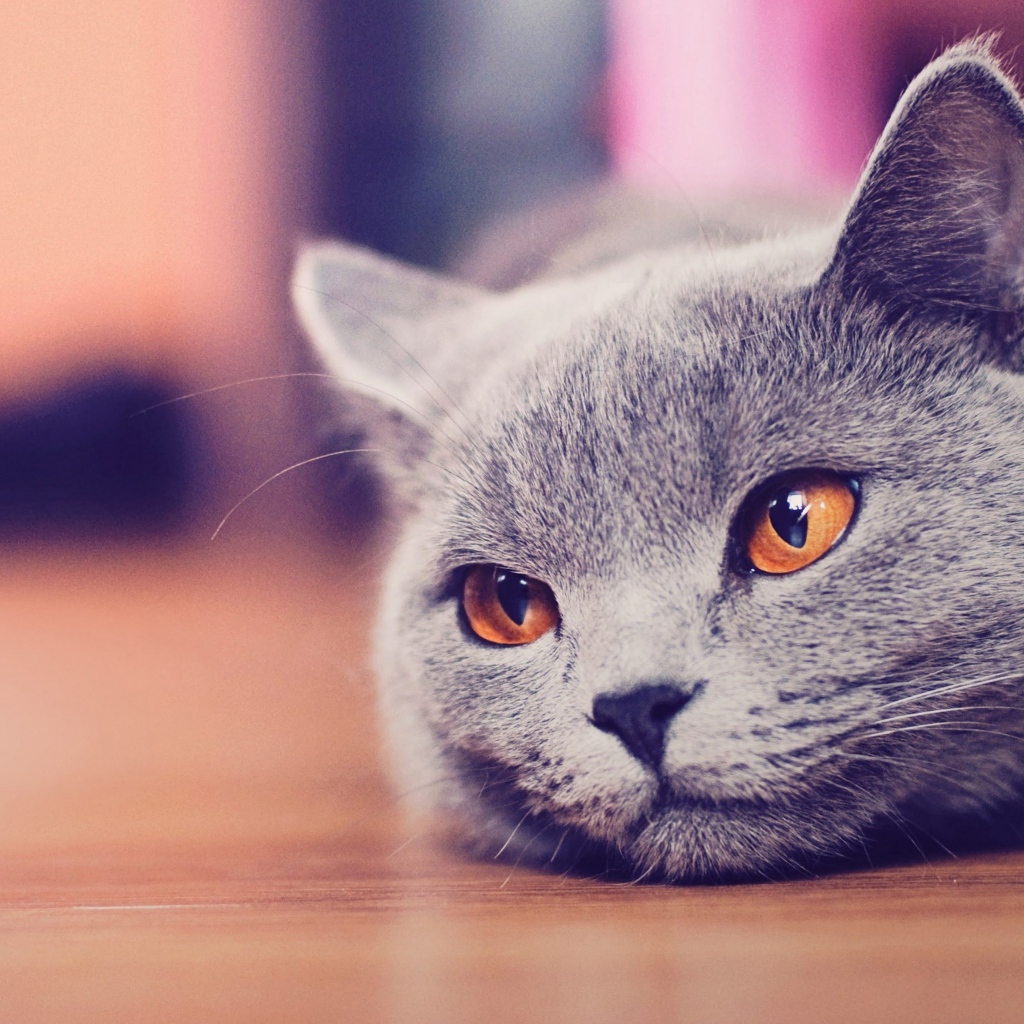 Русская голубая кошка с коричневыми глазами лежит на полу