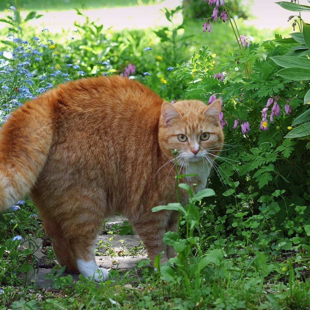 Испуганный рыжий кот в зеленой траве