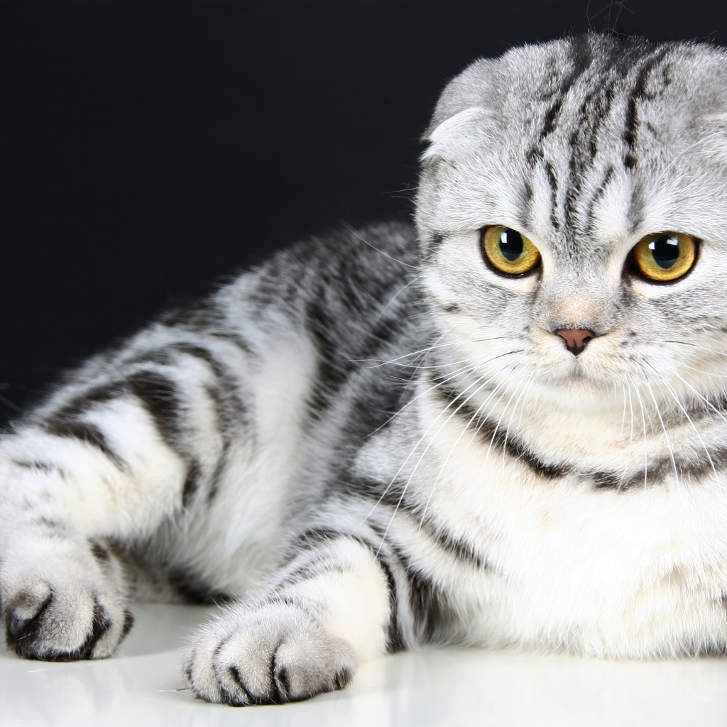 Шотландская вислоухая кошка с красивыми глазами