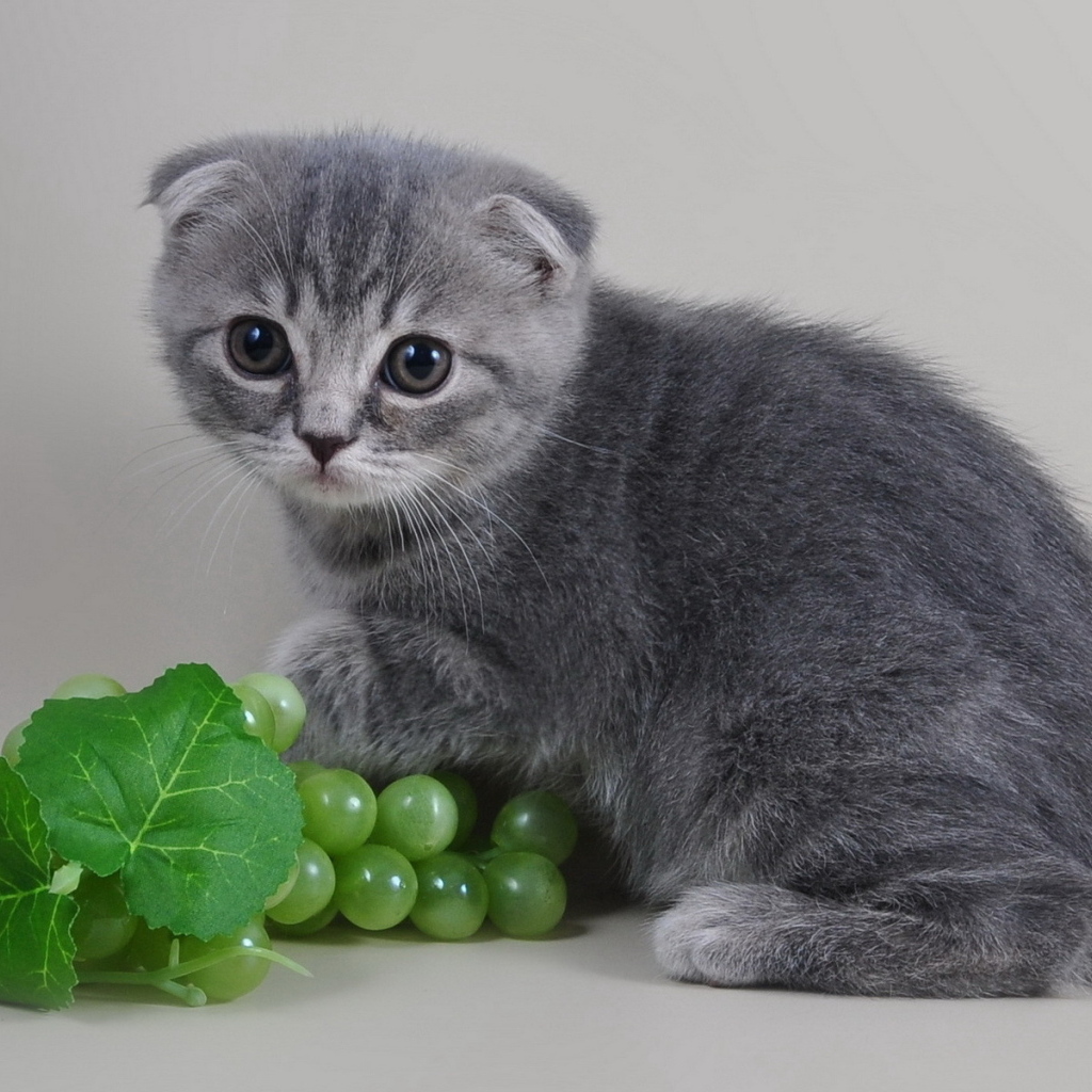 Маленький шотландский котенок с виноградом на сером фоне