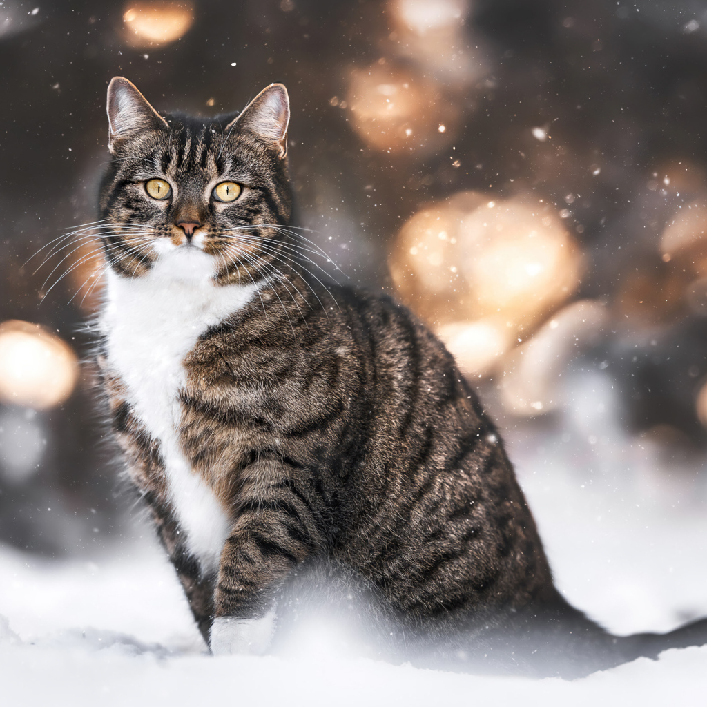 Полосатый кот сидит на холодном снегу