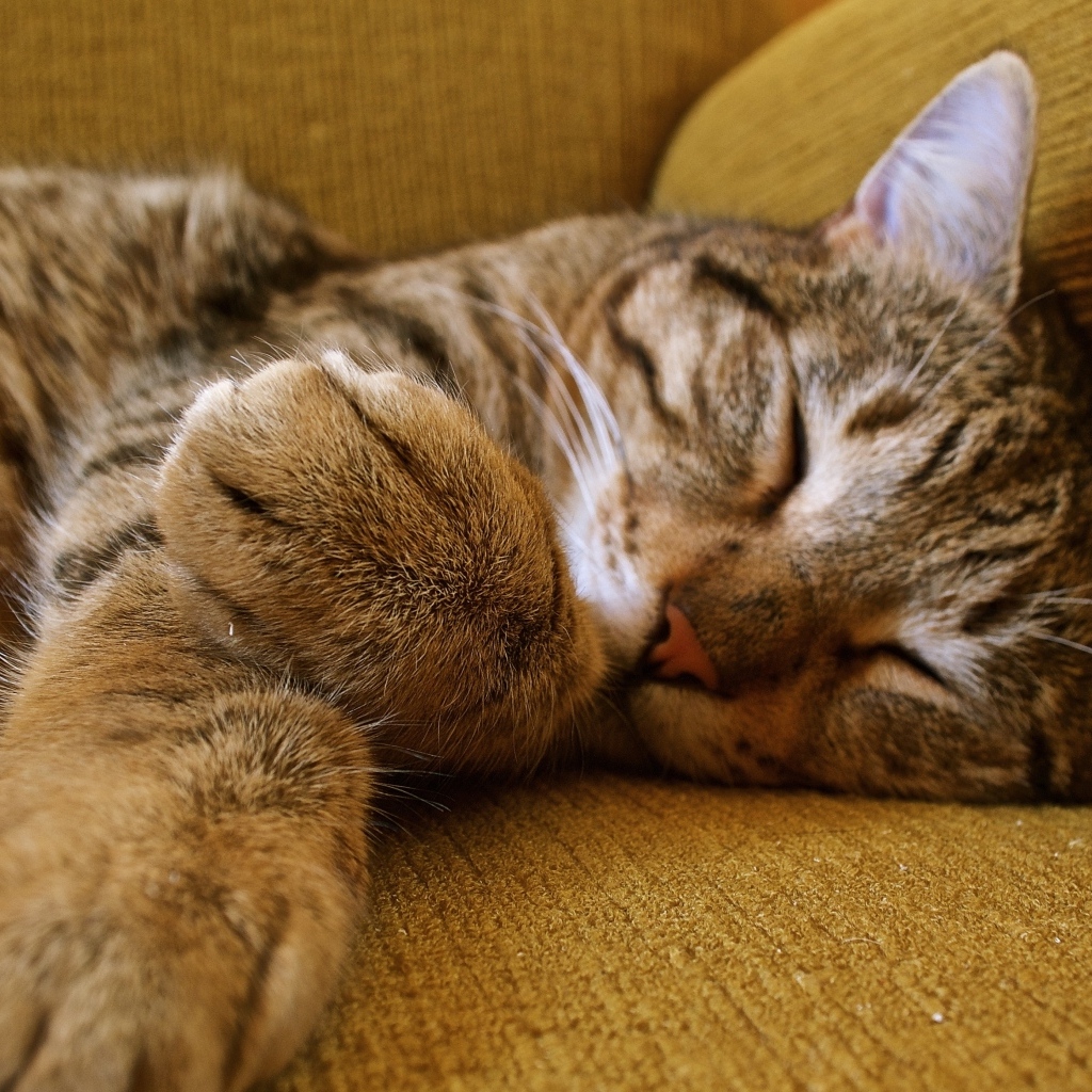 Полосатый серый кот спит на диване