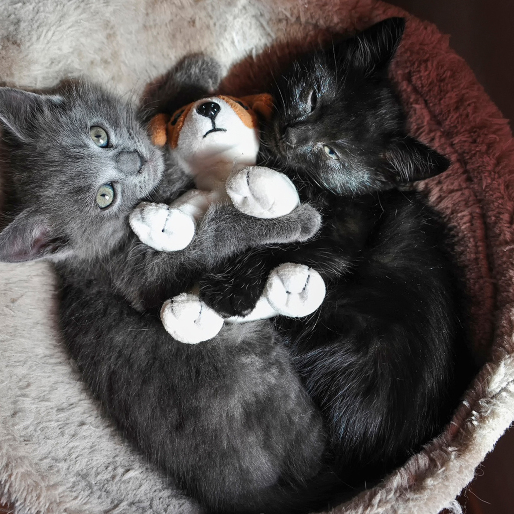 Два котенка с игрушкой смотрят вверх 