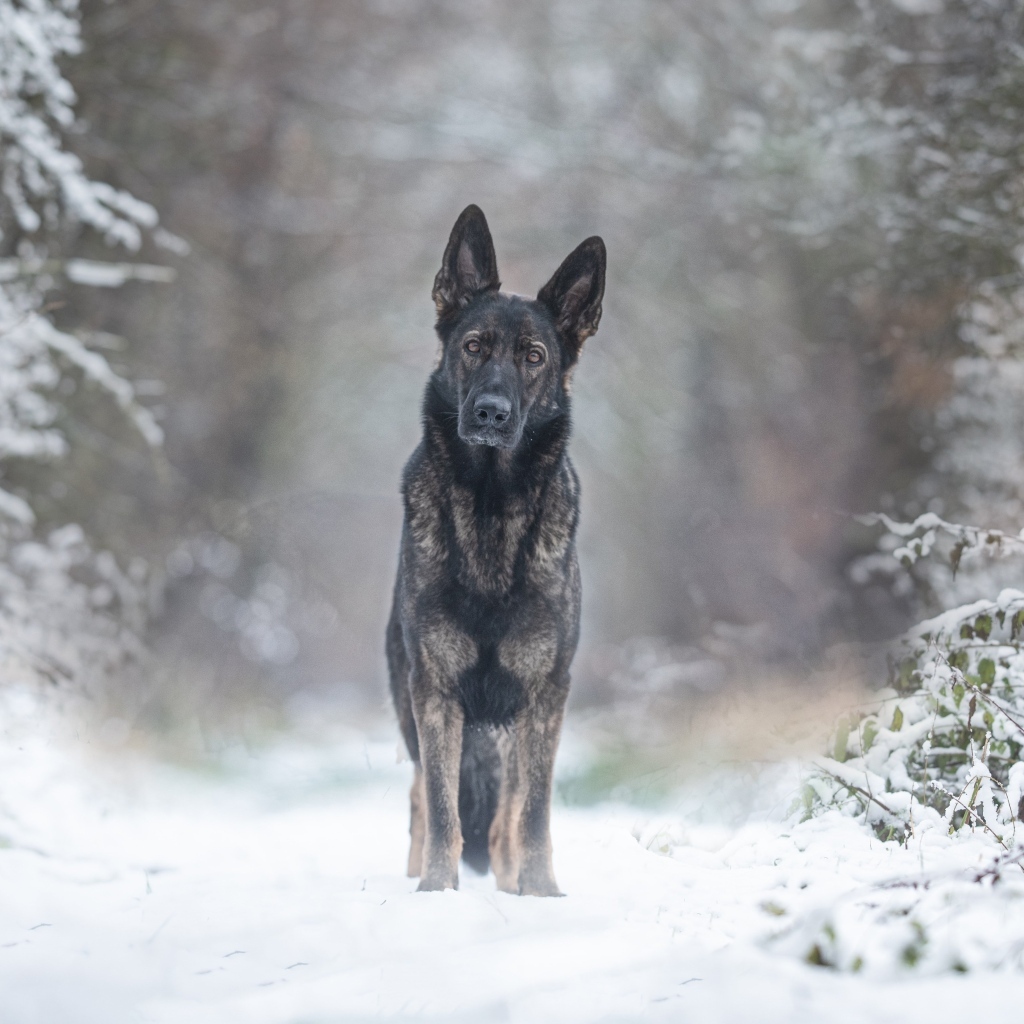 Собака стоит на дороге в заснеженном лесу