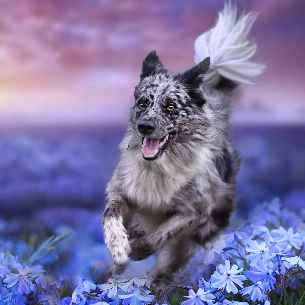 Большая собака австралийская овчарка бежит по голубым цветам
