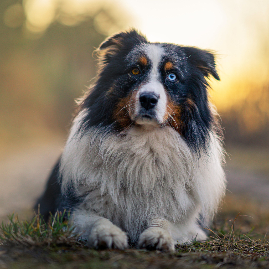 Австралийская овчарка с разными глазами лежит на земле
