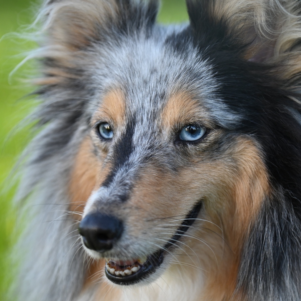 Красивая голубоглазая собака породы шелти