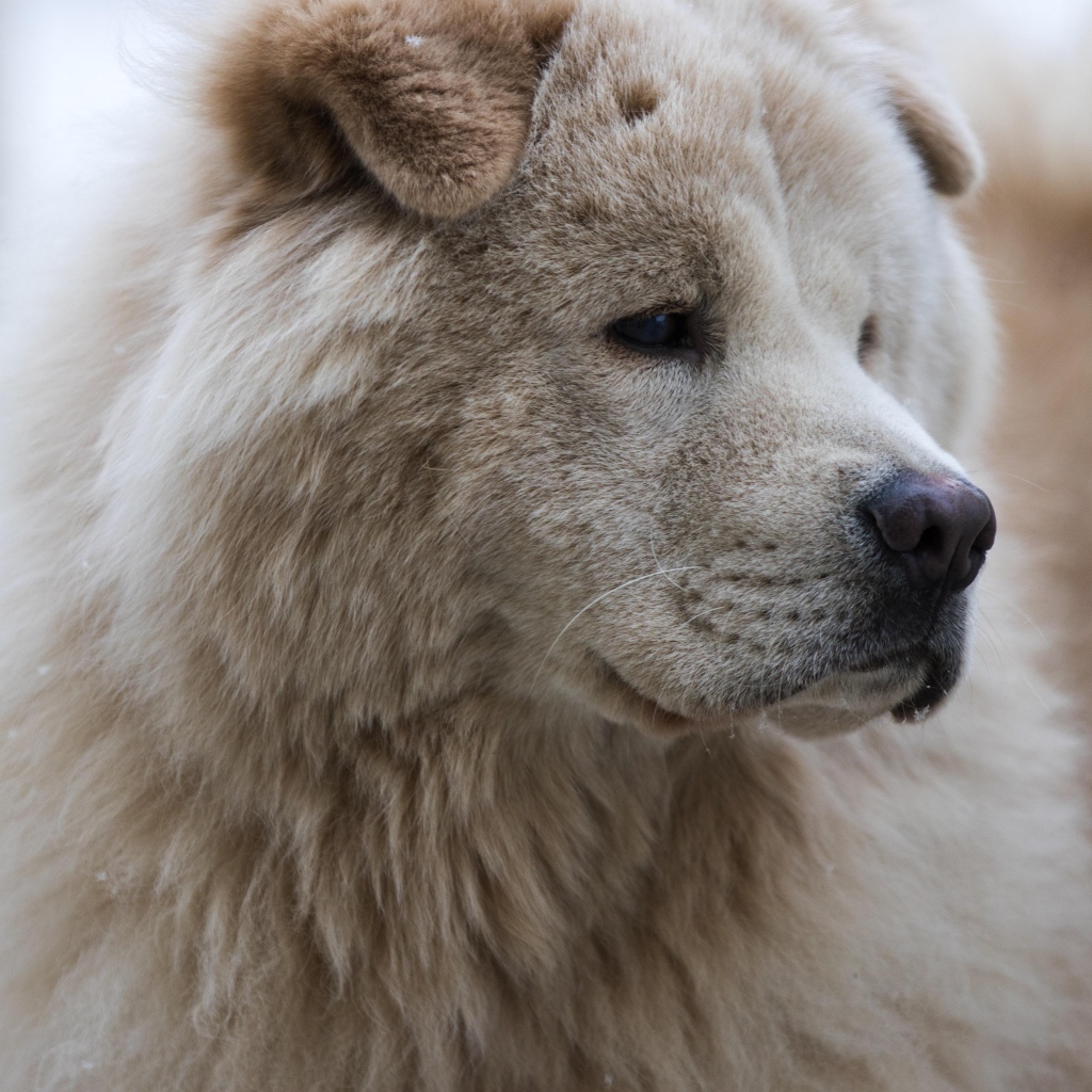 Большой старый пес акита ину
