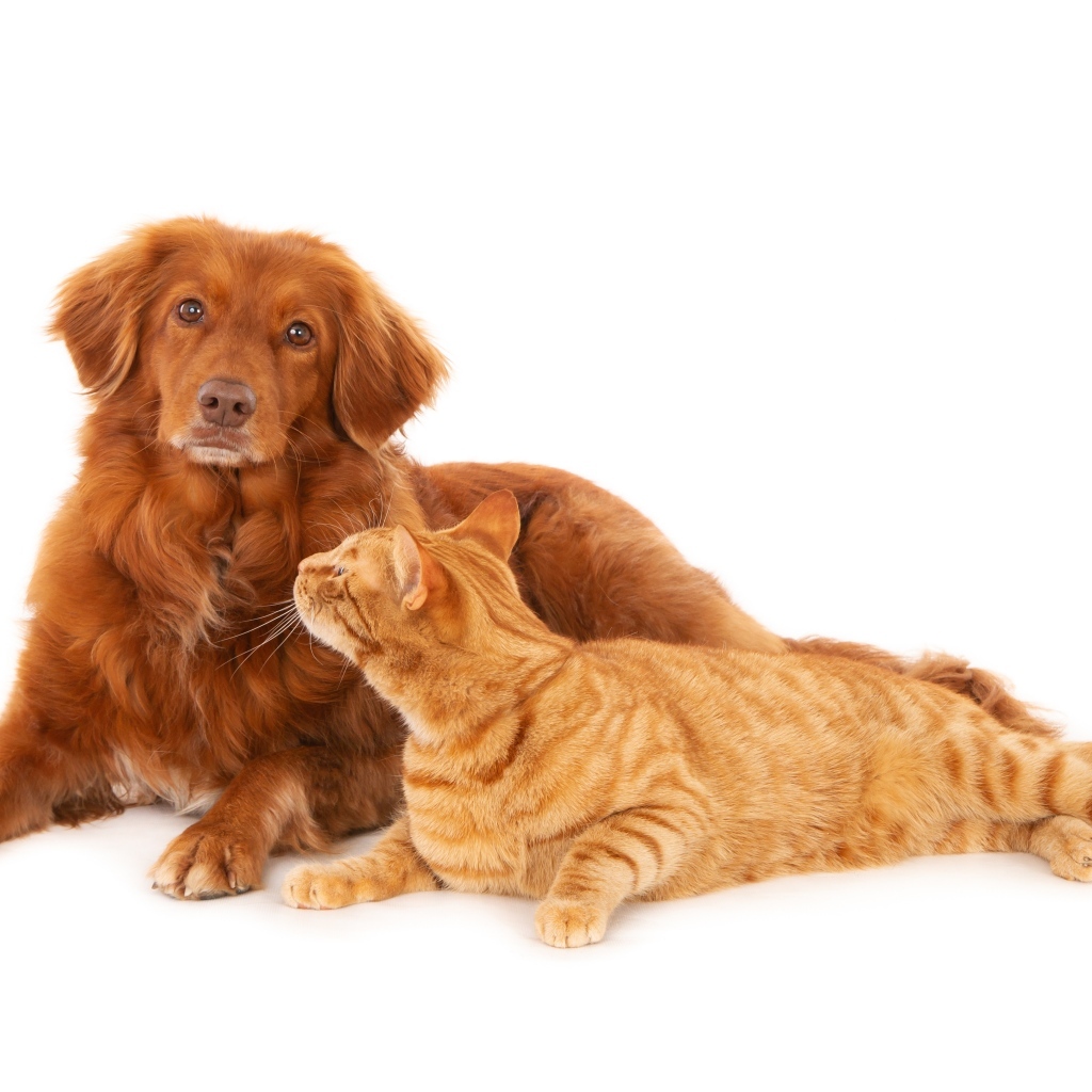 Большой рыжий пес с рыжим котом на белом фоне