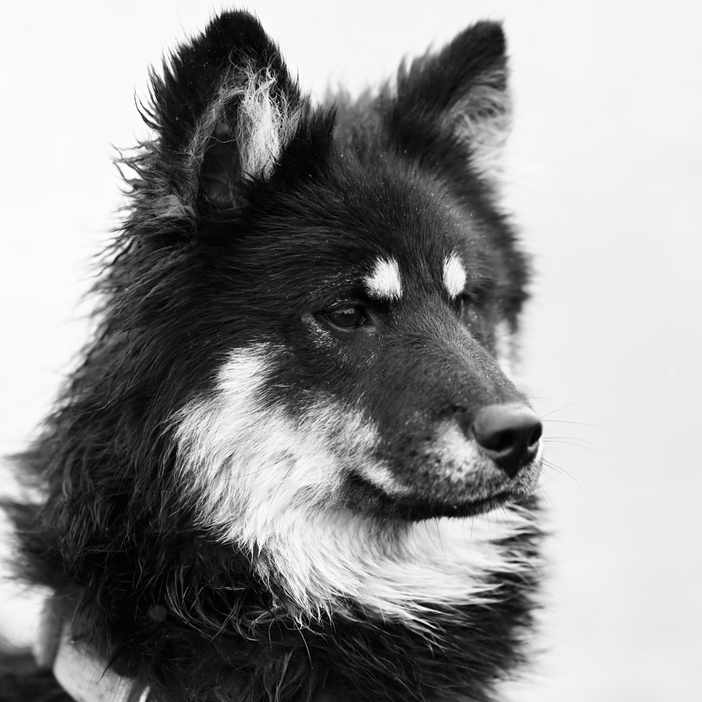 Черное белое фото породистой собаки